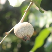 Napoleonaea imperialis P.Beauv.